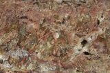 Polished Petrified Shrinkwood Slab - Live Oak County, Texas #236532-1